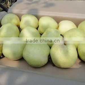 Gong Pear 2012 thumbnail-1