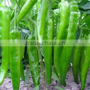 Hot Sale Hybrid High Yield Chili Pepper Seeds-FK21 thumbnail-1