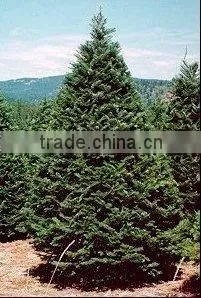 Abies Grandis Plant thumbnail-1