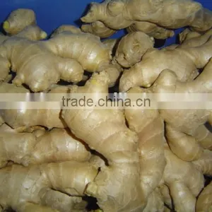 Fresh Ginger thumbnail-6