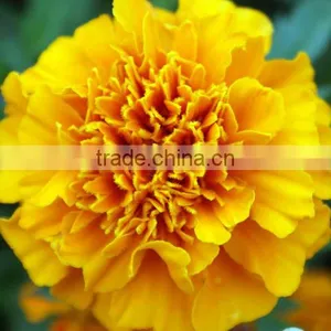 Beautiful Carnation Plants Fresh Cut Carnation Flower Supply thumbnail-2
