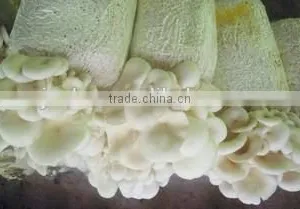 Electric Clutch-brake Mushroom Bagging Machine +8618637188608 thumbnail-2