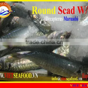 WHOLE ROUND FROZEN ROUND SCAD thumbnail-1