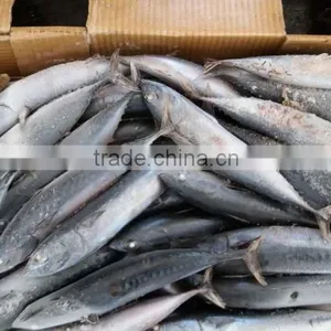 Wholesale Light Catching Sea Frozen Skipjack for Market thumbnail-1