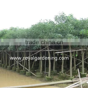 Erythrina Crista Project and Gardening Trees thumbnail-1