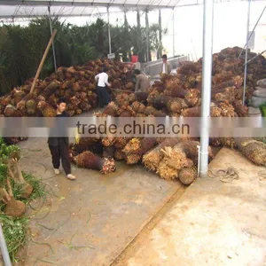 Cycas Revoluta Loading Place thumbnail-1