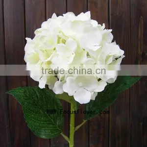 Quality Anthurium Flowers Hobby Lobby Wholesale Flowers Fresh Cut Flower Buyer Factory Prize Supply thumbnail-2
