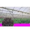 Supply Shade Nets thumbnail-1