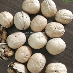 2020 Wholesaler Best Price 33 Walnuts Inshell for Sale thumbnail-4