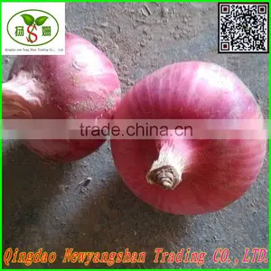 (CHINA) Fresh Onion Exported to Japan, Singapore, Europe and the United States thumbnail-1