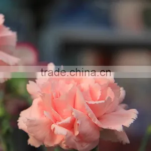 Wide Variety Medium Pink Crazing Selling Carnation thumbnail-3