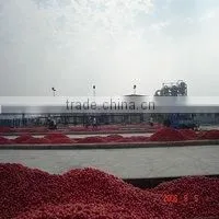 Tomato Paste thumbnail-1