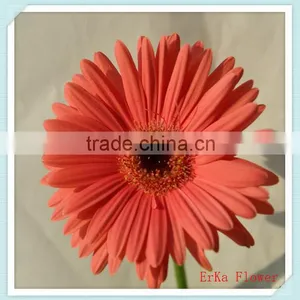Hot Sale Fresh Cut Multicolored Gerbera Flowers For Wholesale thumbnail-2