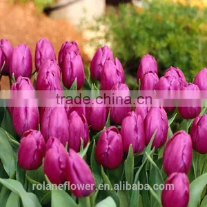Wholesale Same Quality as Nitherlands Fresh Cut Flowers Tulip Flower thumbnail-4