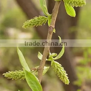White Willow Bark Extract thumbnail-1