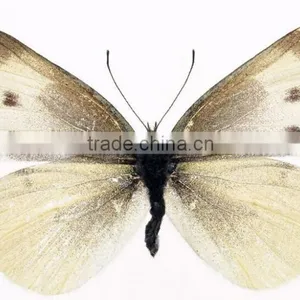 Antennae Slides of Butterfly W.m Individual Microscope Prepared Slide thumbnail-1