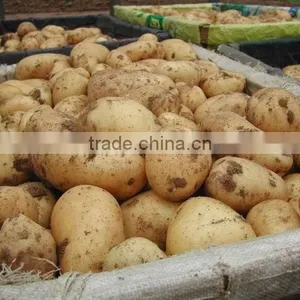 Potato thumbnail-1