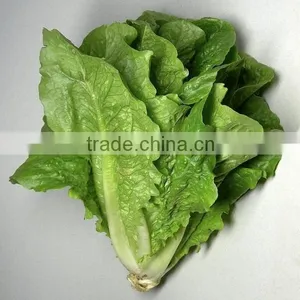 Lettuce thumbnail-5
