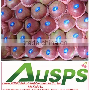 Chinese Red Star Apple thumbnail-1