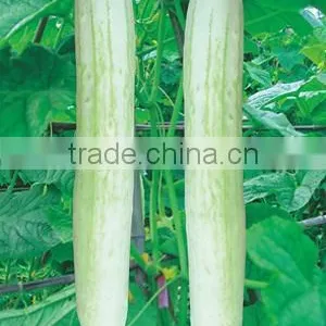Hybrid Fi White Cucumber Seeds for Growing-Shu Yan No.2 thumbnail-1