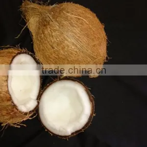 Wholesale Indian Organic Coconut in Bulk thumbnail-1