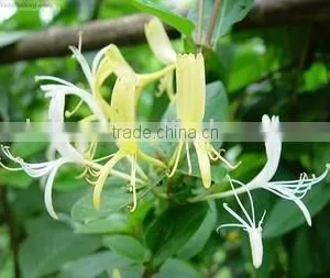 Lonicerae Japonicae thumbnail-1