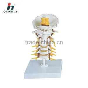 Human Cervical Spinal Column Model thumbnail-1