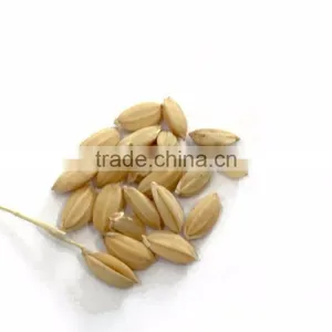 Factory Wheat Color Sorter/barley Wheat Color Sorting Machine/color Separator thumbnail-2