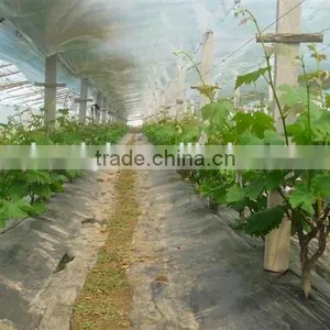 Plastic Film 6 Mil Tunnel Plastic Greenhouse Film Agriculture for Vegetable and Fruits thumbnail-1