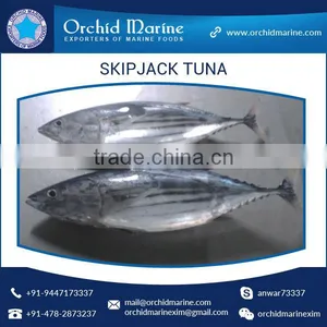 Frozen Skipjack Tuna Whole Round Frozen Tuna Fish Price thumbnail-1