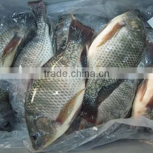 Whole & Round Frozen Tilapia thumbnail-2