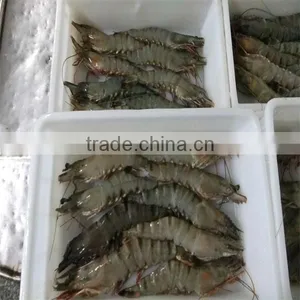 Frozen Easy Shrimp Pasta thumbnail-1