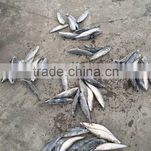 Pacific Mackerel 250-300g Seafrozen 2015 thumbnail-2