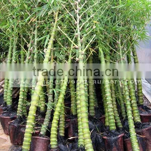Bambusa Ventricosa thumbnail-1