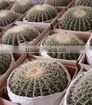 Echinocactus Grusonii thumbnail-1