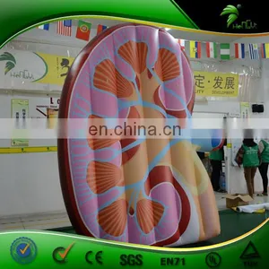 Custom Vivid Inflatable Kidney Replica , PVC Inflatable Artificial Organ Balloon , Inflatable Display Body thumbnail-2
