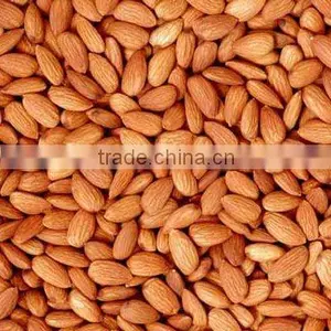 Organic Bitter Apricot Kernel thumbnail-1