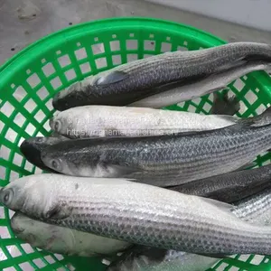 Frozen Gutted Grey Mullet thumbnail-5