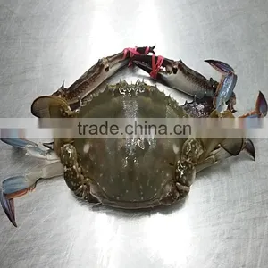Frozen Half-Cut Blue Swimming Crabs thumbnail-3
