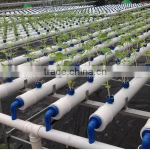 Agricultural Greenhouse Flat Hydroponics thumbnail-4