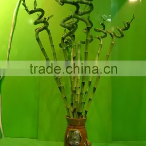 Spiral Lucky Bamboo Stem Bonsai 15cm-100cm Dracaena Sanderiana Indoor Aquatic Feng Shui Plants Nursery Garden Decoration thumbnail-1