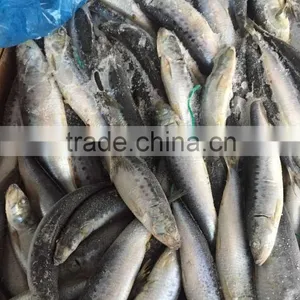 Frozen Whole Round Sardine 10-12pcs/kg for Market thumbnail-2
