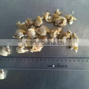 Frozen Boiled Surf Clam Meat With Stomach Removed thumbnail-2