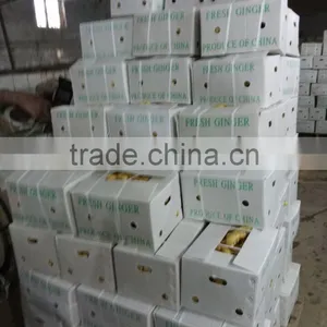 FRESH GINGER WITH PVC BOXES FOR MIDDLE EAST MARKET thumbnail-2