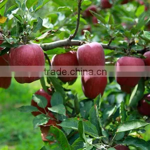 Red Delicious Apple Huaniu Apple Brand YiTian Fresh Red Delicious Apple thumbnail-3