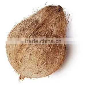 Well Seasoned Semi Husked Coconut thumbnail-2