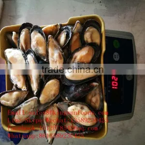 Wholesale High Quality Half Shell Mussel With Good Price thumbnail-1
