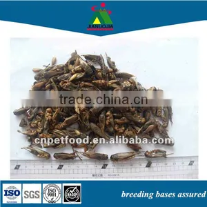Frozen Koi Fish Animal Chicken Feed Food Insects thumbnail-1