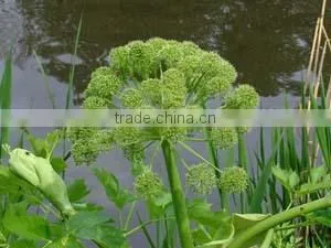 NATURAL ANGELICA ROOTS OIL thumbnail-2