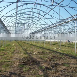 Poly Film Tomato Greenhouse thumbnail-1